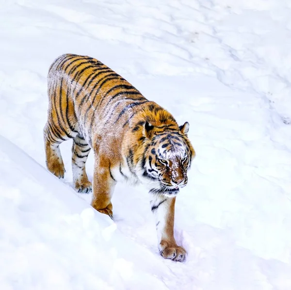 白い雪の表面のトラ — ストック写真