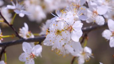 Yağmur damlaları ile bir ağaç üzerinde ilkbaharda kiraz çiçekleri