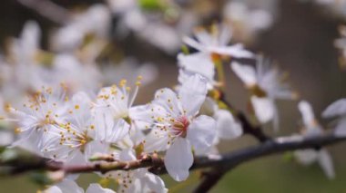 Yağmur damlaları ile bir ağaç üzerinde ilkbaharda kiraz çiçekleri