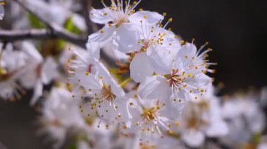 Yağmur damlaları ile bir ağaç üzerinde ilkbaharda kiraz çiçekleri