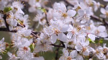 Yağmur damlaları ile bir ağaç üzerinde ilkbaharda kiraz çiçekleri