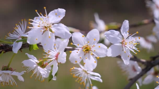 Άνθη Κερασιάς Την Άνοιξη Ένα Δέντρο Σταγόνες Βροχής — Αρχείο Βίντεο