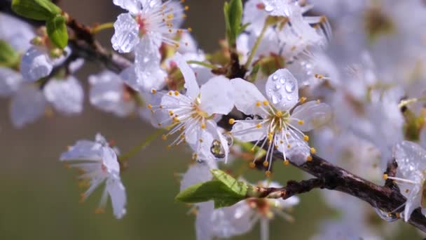 雨滴のある木の春の桜 — ストック動画