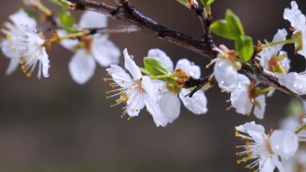 Flores Cerezo Primavera Árbol Con Gotas Lluvia — Vídeos de Stock