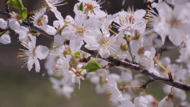 Flores Cerezo Primavera Árbol Con Gotas Lluvia — Vídeo de stock