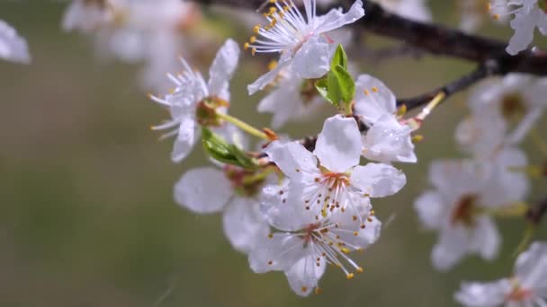Wiśniowe Kwiaty Wiosną Drzewie Kroplami Deszczu — Wideo stockowe