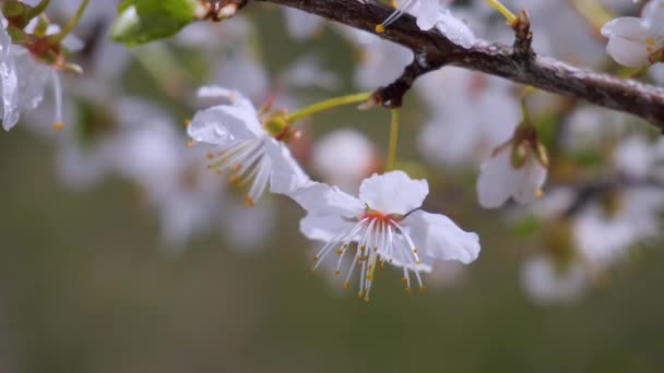 Fiori Ciliegio Primavera Albero Con Gocce Pioggia — Video Stock