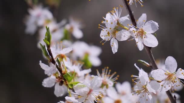 Cherry Bloemen Het Voorjaar Een Boom Met Regendruppels — Stockvideo