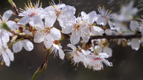 Flores Cereja Primavera Uma Árvore Com Gotas Chuva — Vídeo de Stock