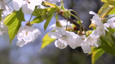 Yağmur damlaları ile bir ağaç üzerinde ilkbaharda kiraz çiçekleri