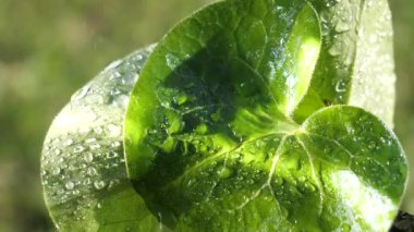 yapraktan çiy damla sıyrık yakın doğa arka plan için taze yeşil yaprak ile su yağmur damla