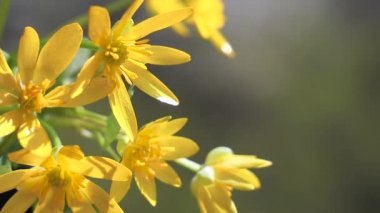 Sarı kır çiçekleri yağmur damlaları ile rüzgarda gelişir