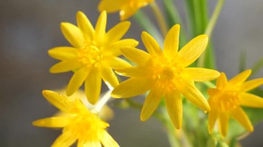 Sarı kır çiçekleri yağmur damlaları ile rüzgarda gelişir