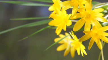Sarı kır çiçekleri yağmur damlaları ile rüzgarda gelişir