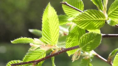 yapraktan çiy damla sıyrık yakın doğa arka plan için taze yeşil yaprak ile su yağmur damla