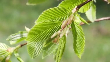 yapraktan çiy damla sıyrık yakın doğa arka plan için taze yeşil yaprak ile su yağmur damla