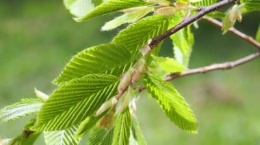 yapraktan çiy damla sıyrık yakın doğa arka plan için taze yeşil yaprak ile su yağmur damla