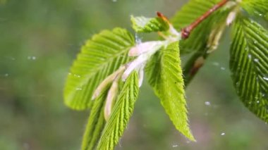 yapraktan çiy damla sıyrık yakın doğa arka plan için taze yeşil yaprak ile su yağmur damla