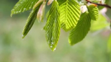 yapraktan çiy damla sıyrık yakın doğa arka plan için taze yeşil yaprak ile su yağmur damla