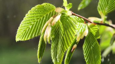 yapraktan çiy damla sıyrık yakın doğa arka plan için taze yeşil yaprak ile su yağmur damla