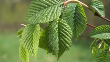 yapraktan çiy damla sıyrık yakın doğa arka plan için taze yeşil yaprak ile su yağmur damla