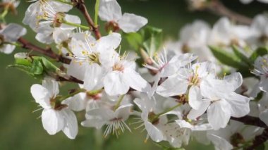 Yağmur damlaları ile bir ağaç üzerinde ilkbaharda kiraz çiçekleri