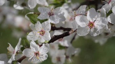 Yağmur damlaları ile bir ağaç üzerinde ilkbaharda kiraz çiçekleri