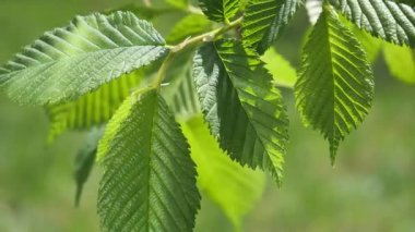 yapraktan çiy damla sıyrık yakın doğa arka plan için taze yeşil yaprak ile su yağmur damla