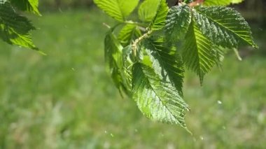 yapraktan çiy damla sıyrık yakın doğa arka plan için taze yeşil yaprak ile su yağmur damla