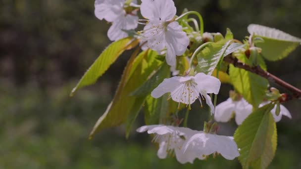 Cherry Bloemen Het Voorjaar Een Boom Met Regendruppels — Stockvideo