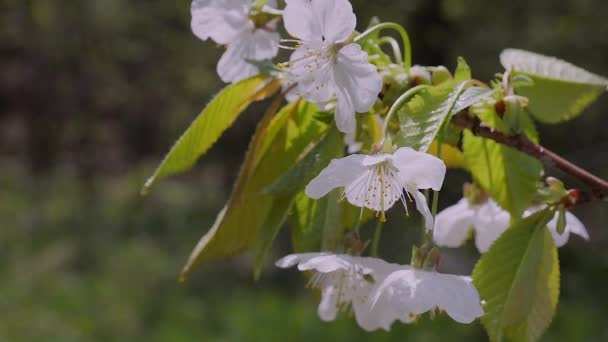 Yağmur Damlaları Ile Bir Ağaç Üzerinde Ilkbaharda Kiraz Çiçekleri — Stok video