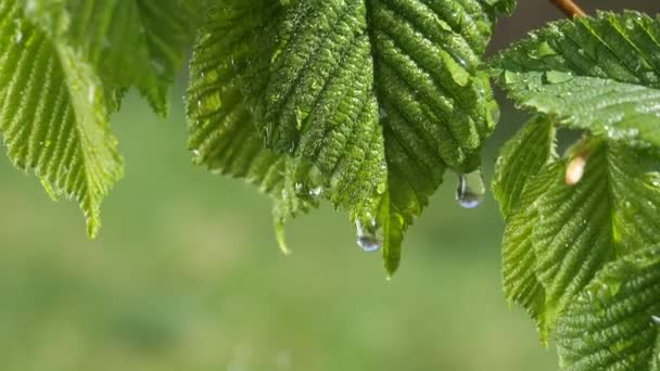 葉から露滴落下の自然の背景のための新鮮な緑の葉と水の雨滴 — ストック動画