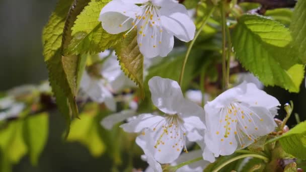 Cherry Flowers Spring Tree Raindrops — Stock Video
