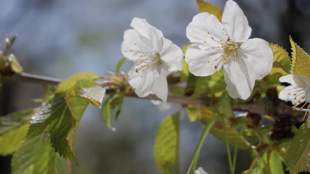 Cherry Flowers Spring Tree Raindrops — Stock Video