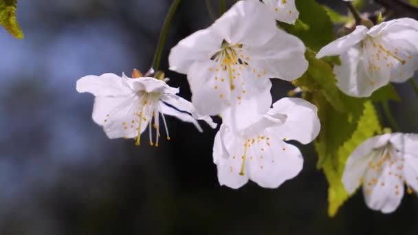 Flores Cerezo Primavera Árbol Con Gotas Lluvia — Vídeo de stock