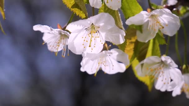 Άνθη Κερασιάς Την Άνοιξη Ένα Δέντρο Σταγόνες Βροχής — Αρχείο Βίντεο