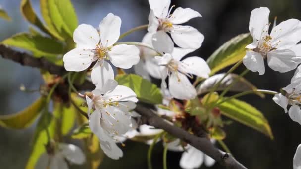 Flores Cereja Primavera Uma Árvore Com Gotas Chuva — Vídeo de Stock