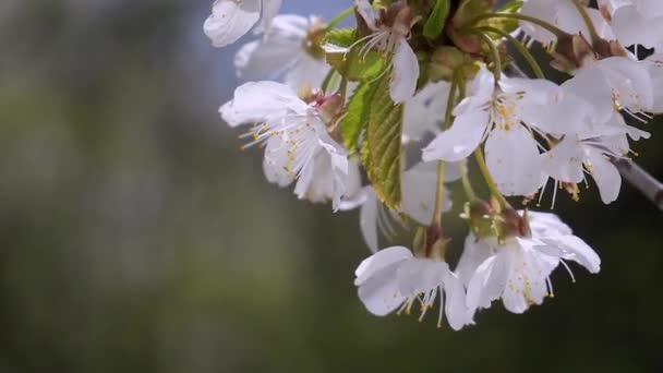 Flores Cerezo Primavera Árbol Con Gotas Lluvia — Vídeo de stock