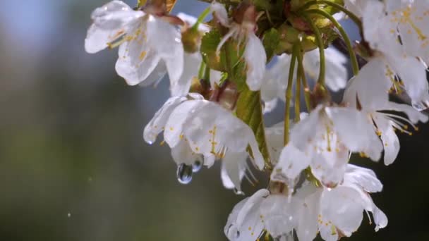 Yağmur Damlaları Ile Bir Ağaç Üzerinde Ilkbaharda Kiraz Çiçekleri — Stok video