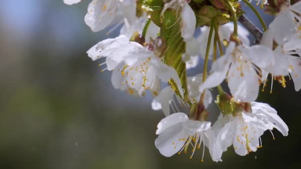 Flores Cereja Primavera Uma Árvore Com Gotas Chuva — Vídeo de Stock