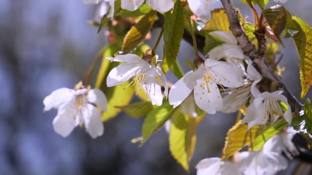Вишневі Квіти Навесні Дереві Краплями — стокове відео