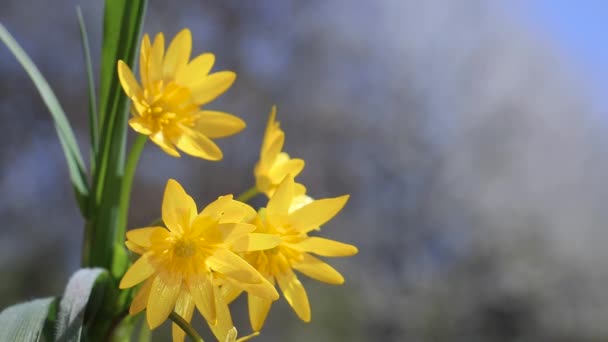 黄色い野生の花は雨滴で風の中で発達する — ストック動画