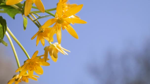 Жовті Квіти Розвиваються Вітрі Краплями Дощу — стокове відео