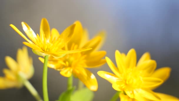 Gelbe Wildblumen Entwickeln Sich Wind Mit Regentropfen — Stockvideo