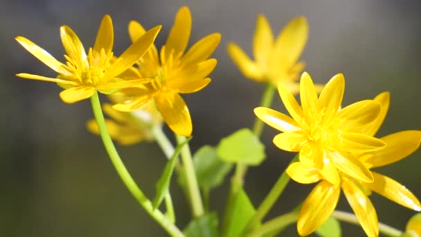 Sarı Kır Çiçekleri Yağmur Damlaları Ile Rüzgarda Gelişir — Stok video