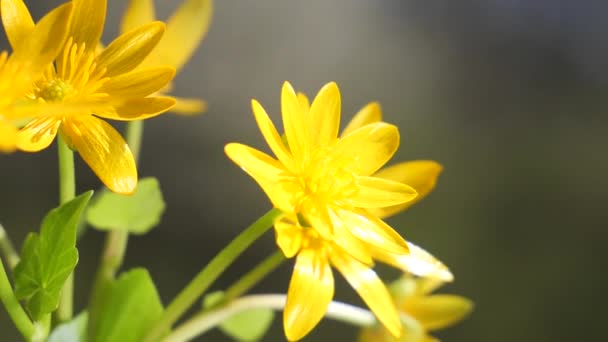 Flores Silvestres Amarillas Desarrollan Viento Con Gotas Lluvia — Vídeo de stock