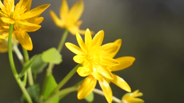 Fiori Gialli Sviluppano Nel Vento Con Gocce Pioggia — Video Stock