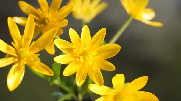 Flores Silvestres Amarillas Desarrollan Viento Con Gotas Lluvia — Vídeos de Stock