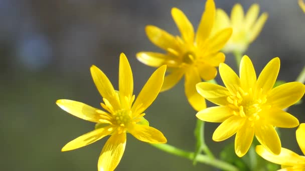 Flores Silvestres Amarelas Desenvolvem Vento Com Gotas Chuva — Vídeo de Stock