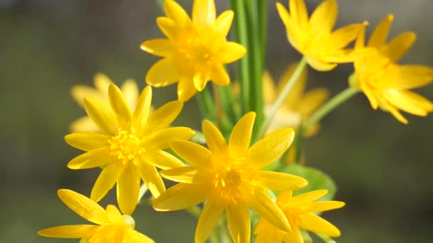 Gele Wilde Bloemen Ontwikkelen Wind Met Regendruppels — Stockvideo